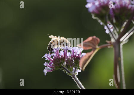 Purple coloured flower being visited by a Bee. Stock Photo