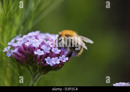 A single purple coloured flower being visited by a Bee. Stock Photo