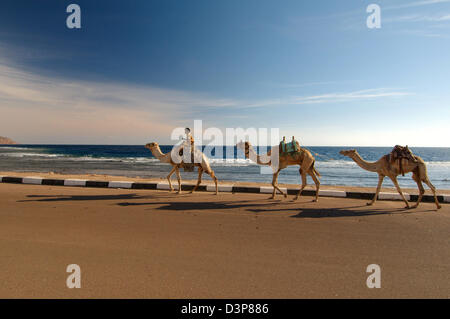 Dromedary camel or Arabian camel (Camelus dromedarius), Dahab, Egypt, Africa Stock Photo