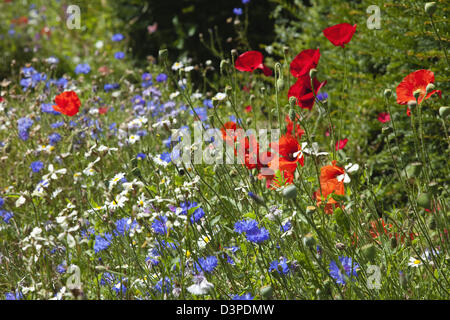 Meadow of mixed wild flowers with Cornflower, Daisies and Poppies.