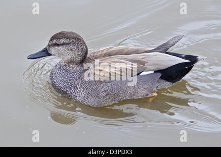 Gadwall Duck male (anas strepera) Stock Photo