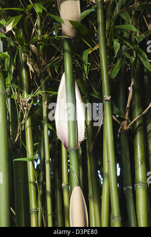 Close up of Semiarundinaria Fastuosa Bamboo growing in urban garden. Stock Photo