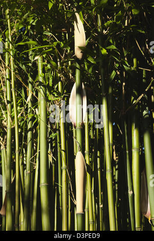 Close up of Semiarundinaria Fastuosa Bamboo growing in urban garden. Stock Photo