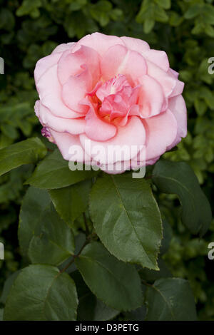 Teehybrid-Rose "Sylvia", Rosa, Rosaceae, Westfalenpark, Dortmund, Ruhrgebiet, Nordrhein-Westfalen, Deutschland Stock Photo