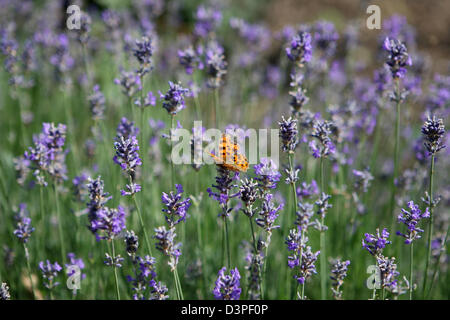 Comma butterfly resting or feeding on English lavender flowers