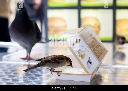 Pigeon and Small Birds eating a Mac chicken Burger on a table Stock Photo