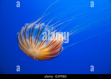 The compass jellyfish, Chrysaora hysoscella, has a diameter of up to 30 cm. Aquarium photograph.