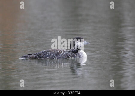 Great Northern Diver coming into summer from winter plumage Stock Photo