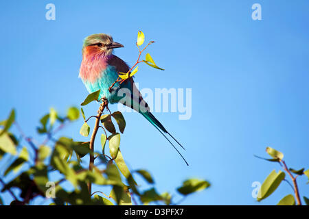 Lilac-breasted Roller (Coracias caudatus) perched in tree, Etosha National Park, Namibia, South Africa Stock Photo