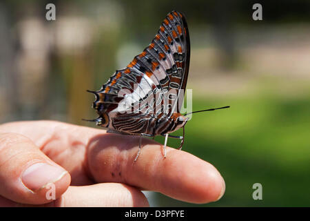 Two-tailed Pasha / Foxy Emperor (Charaxes jasius) on finger, Etosha National Park, Nambia, South Africa Stock Photo