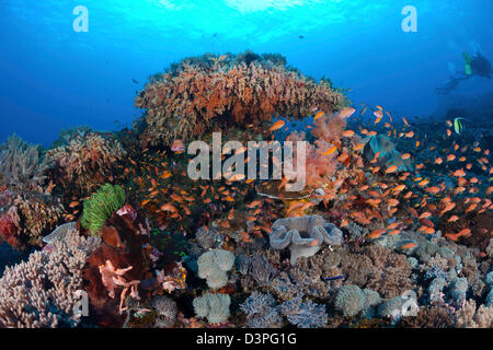 Schooling anthias and alcyonarian coral dominates this reef scene with divers, Crystal Bay, Nusa Penida, Bali Island, Indonesia. Stock Photo