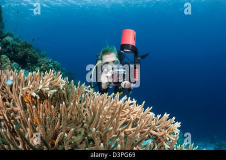 A diver (MR) lines up her camera on a damselfish near a large colony of antler coral, Wakatobi, Indonesia. Stock Photo