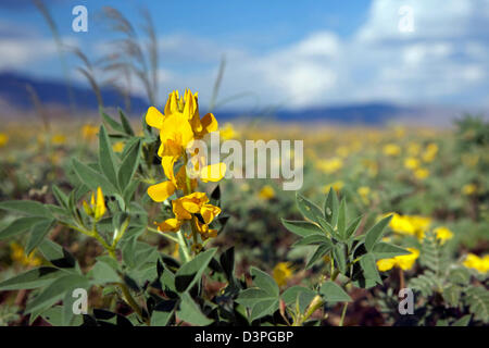Yellow flowers blooming in the Sossusvlei, Namib Desert, Namib-Naukluft National Park, Namibia, South Africa Stock Photo