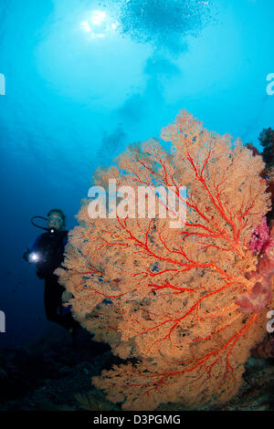 Diver (MR) and gorgonian coral fan, Tubbataha Reef, Philippines. Stock Photo