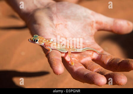 Namib Sand Gecko / Web-footed Gecko (Pachydactylus Rangei) Held In ...