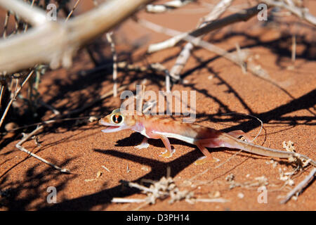 Namib sand gecko / web-footed gecko (Pachydactylus rangei) in the Namib desert, Sossusvlei, Namibia, South Africa Stock Photo