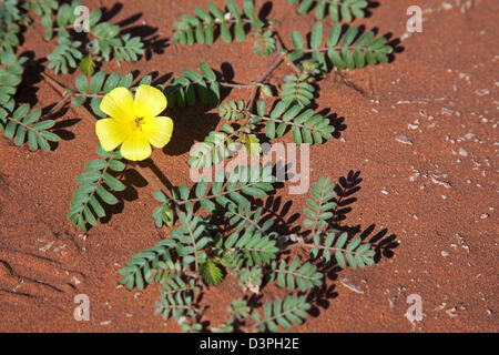 Devil's thorn (Tribulus terrestris) flowering in blooming Namib desert in the rainy season at Sossusvlei, Namibia, South Africa Stock Photo