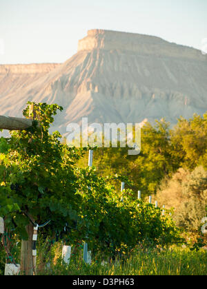 Red grapes ready to be harvested at a vineyard in Palisade, Colorado. Stock Photo