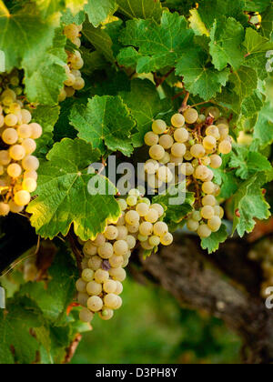 White grapes ready to be harvested. Stock Photo