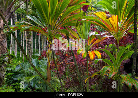 Ti plants. Hawaii Tropical Botanical Gardens. Hawaii, The Big Island.Hawaii, Stock Photo