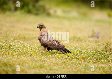 Tawny Eagle (Aquila rapax) Watching you watching me Stock Photo