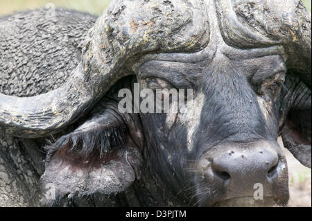 Cape buffalo (Syncerus caffer) Extreme close up head shot. Stock Photo