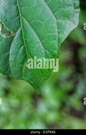 Leaf of Black pepper, India Stock Photo