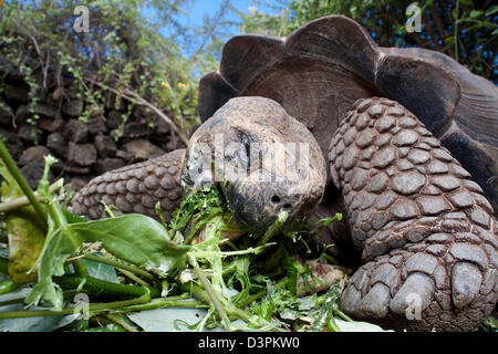 A Galapagos giant tortoise, Geochelone elephantopus, feeding on Santa Cruz Island, Galapagos Archipelago, Ecuador Stock Photo