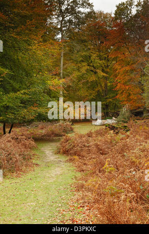 Autumn in the New Forest, Hampshire. Stock Photo