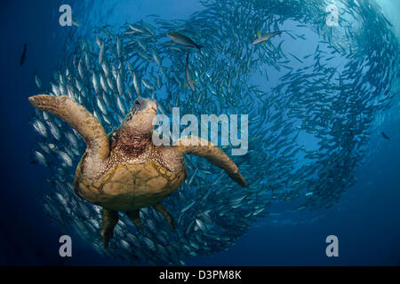 A green sea turtle, Chelonia mydas, an endangered species, glides below a school of jacks off the island of Bali, Indonesia.