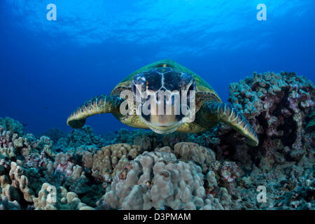 A green sea turtle, Chelonia mydas, an endangered species, Hawaii. Stock Photo