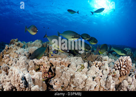 Sleek unicornfish, Naso hexacanthus, at a cleaning station with Hawaiian cleaner wrasse, Labroides phthirophagus, Hawaii. Stock Photo