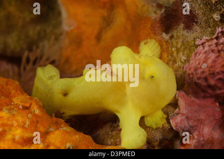 A juvenile Commerson's frogfish, Antennarius commersoni, Maui, Hawaii. Stock Photo