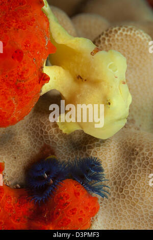 A juvenile Commerson's frogfish, Antennarius commersoni, Maui, Hawaii. Stock Photo