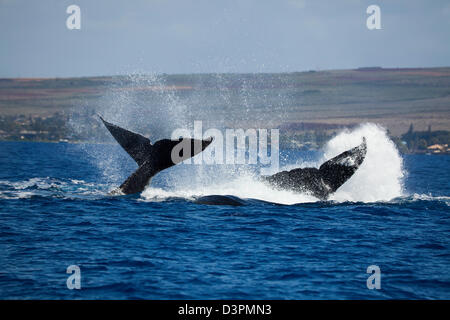 These male humpback whales, Megaptera novaeangliae, are throwing their weight around in front of Lahaina, Maui, Hawaii, USA. Stock Photo