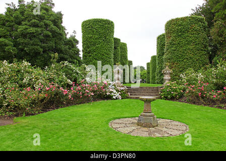 Ilex Avenue which consists of seven pairs of holm oaks clipped into the shape of cylinders Arley Hall gardens Cheshire England Stock Photo