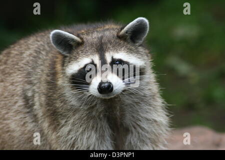 raccoon Stock Photo