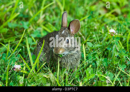 Eastern cottontail rabbit Stock Photo