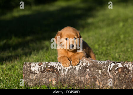 Golden retriever puppy Stock Photo