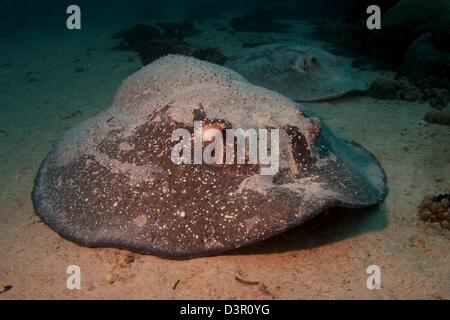 Two Porcupine Rays (Urogymnus asperrimus), a species that is really very rare. The ray in the foreground is pregnant. Stock Photo