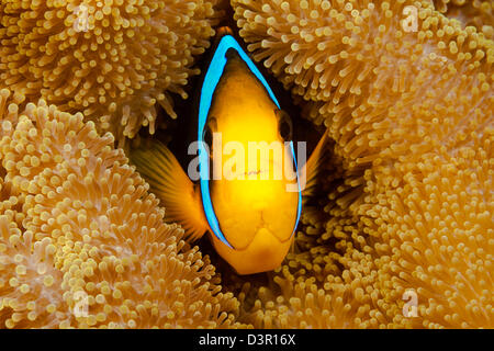 This orange-fin anemonefish, Amphiprion chrysopterus, is pictured hiding in it's host anemone, Fiji. Stock Photo