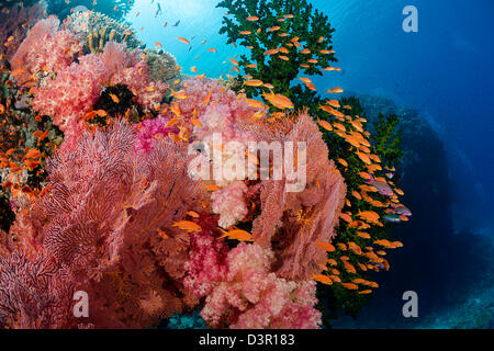 Alconarian and gorgonian coral with schooling anthias dominate this Fijian reef scene. Stock Photo