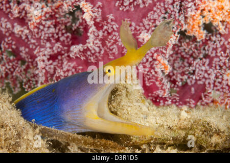 A blue ribbon eel, Rhinomuraena quaesita, Fiji. Stock Photo