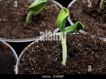 Green pumpkin sprout in the flower pot Stock Photo