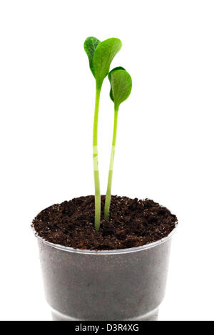 Flower pot with two pumpkin sprouts isolated Stock Photo