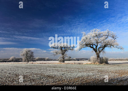 Hoare frost winter scene, Fenland fields near Ramsey town, Fenland, Cambridgeshire, England; Britain; UK Stock Photo