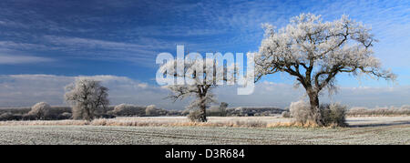 Hoare frost winter scene, Fenland fields near Ramsey town, Fenland, Cambridgeshire, England; Britain; UK Stock Photo