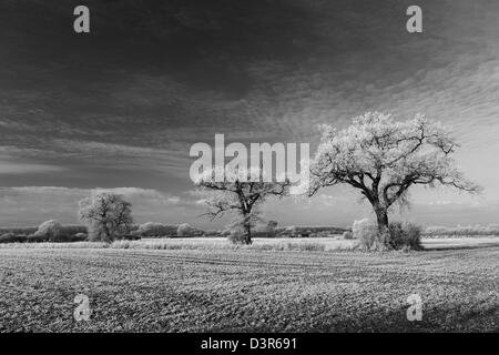 Hoare frost winter scene, Fenland fields near Ramsey town, Fenland, Cambridgeshire, England; Britain; UK Stock Photo