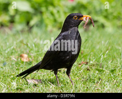 Male Blackbird carrying two worms in beak Stock Photo