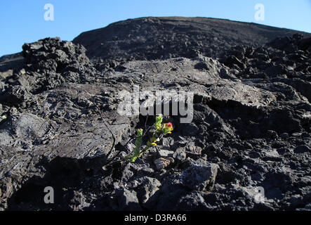 Kilauea iki crater plants Ohia lehua tree growing in Pahoehoe lava cracks Volcanoes National Park Hawaii Stock Photo